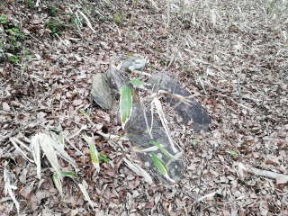 画像に含まれている可能性があるもの:木、屋外